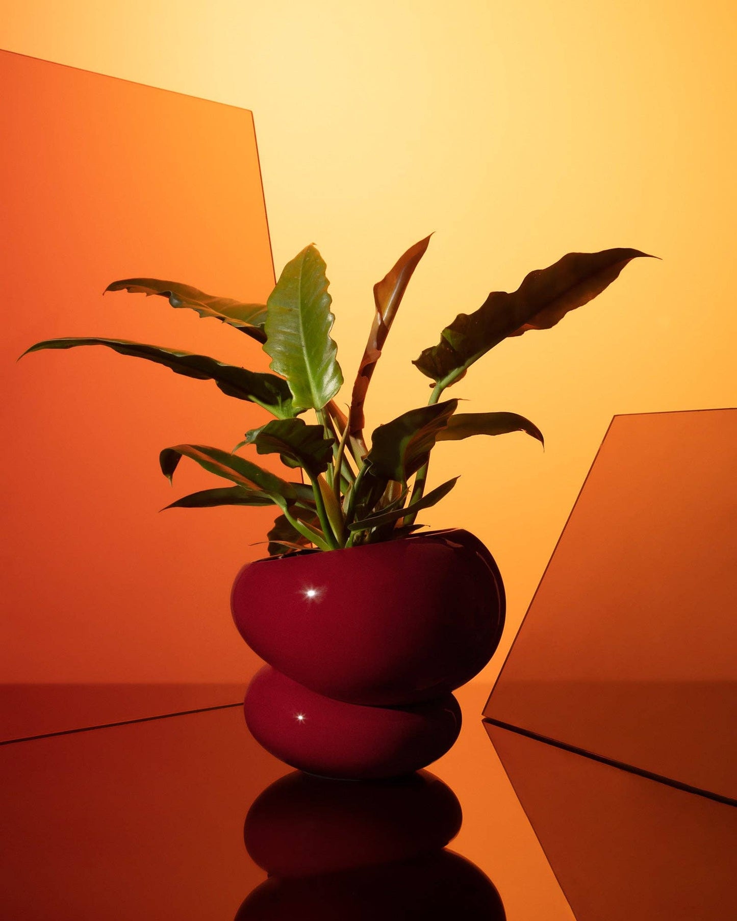 Light + Ladder: Fondra Self Watering Pot: Oxblood