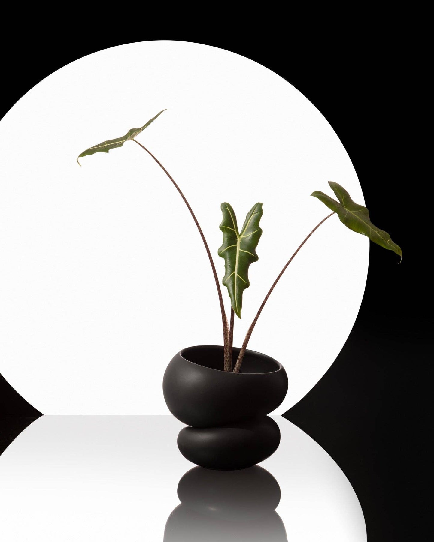 Light + Ladder: Fondra Self Watering Pot: Oxblood